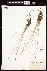 Eleocharis melanocarpa image