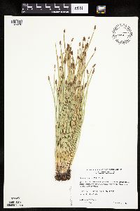 Eleocharis obtusa image