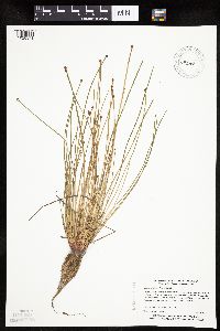 Eleocharis obtusa image