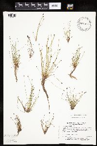 Eleocharis obtusa image