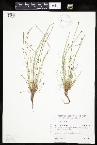 Eleocharis obtusa image