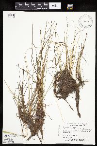Eleocharis obtusa image
