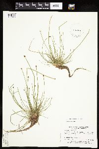 Eleocharis obtusa image