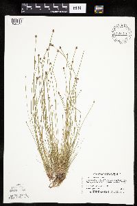 Eleocharis obtusa image
