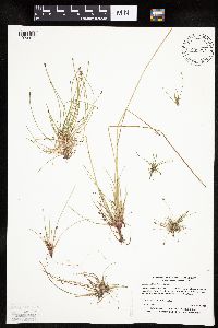 Eleocharis obtusa image