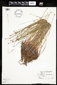 Eleocharis obtusa image