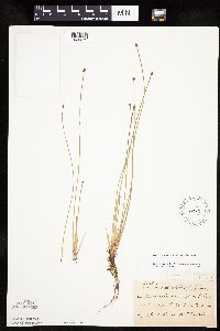 Eleocharis obtusa image