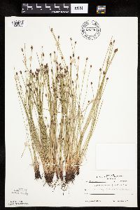 Eleocharis obtusa image