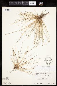 Eleocharis obtusa image