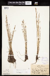 Eleocharis obtusa image