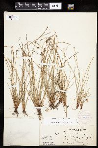 Eleocharis obtusa image