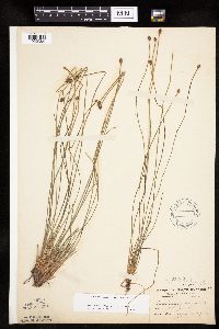 Eleocharis obtusa image
