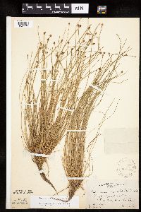 Image of Eleocharis obtusa