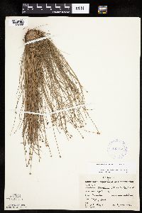 Eleocharis obtusa image