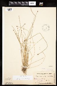 Eleocharis obtusa image