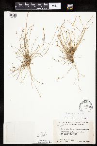 Eleocharis obtusa image