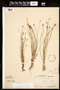 Eleocharis obtusa image