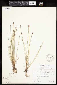 Eleocharis obtusa image