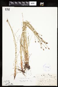 Eleocharis obtusa image