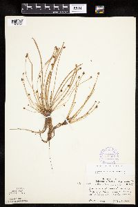 Eleocharis obtusa image