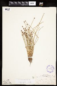 Eleocharis obtusa image
