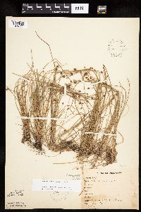 Eleocharis obtusa image