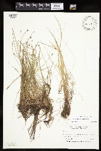 Eleocharis obtusa image