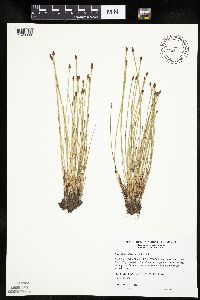 Eleocharis obtusa image