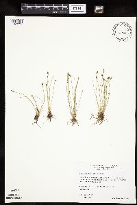 Eleocharis obtusa image
