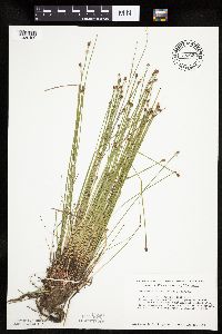 Eleocharis obtusa image