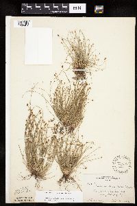 Eleocharis obtusa image