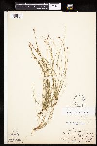 Eleocharis obtusa image
