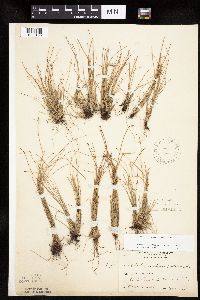 Eleocharis obtusa image
