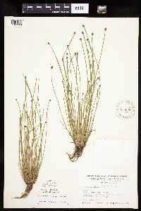 Eleocharis obtusa image