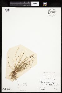 Eleocharis obtusa image