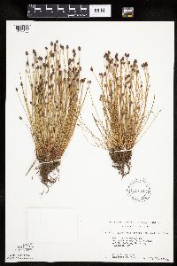 Eleocharis obtusa image