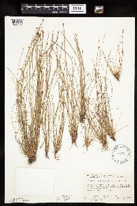 Eleocharis obtusa image