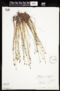 Eleocharis obtusa image