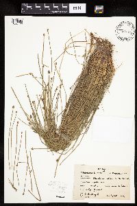 Eleocharis obtusa image
