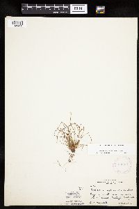 Eleocharis obtusa image