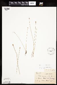 Eleocharis obtusa image