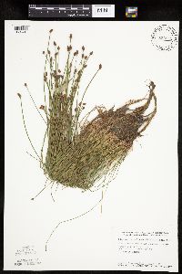 Eleocharis obtusa image
