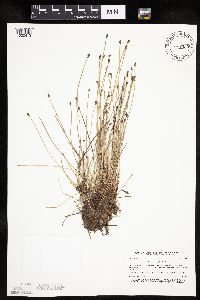 Eleocharis obtusa image