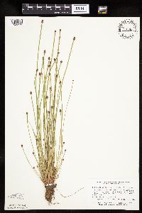 Eleocharis obtusa image