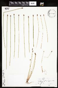 Eleocharis obtusa image
