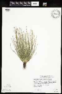 Eleocharis obtusa image