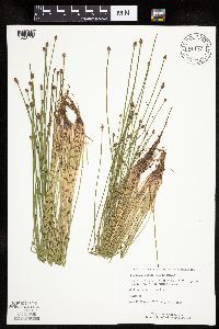 Eleocharis obtusa image