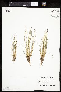 Eleocharis obtusa image