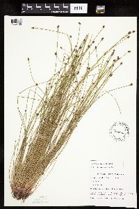 Eleocharis obtusa image