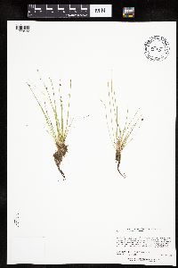 Eleocharis obtusa image
